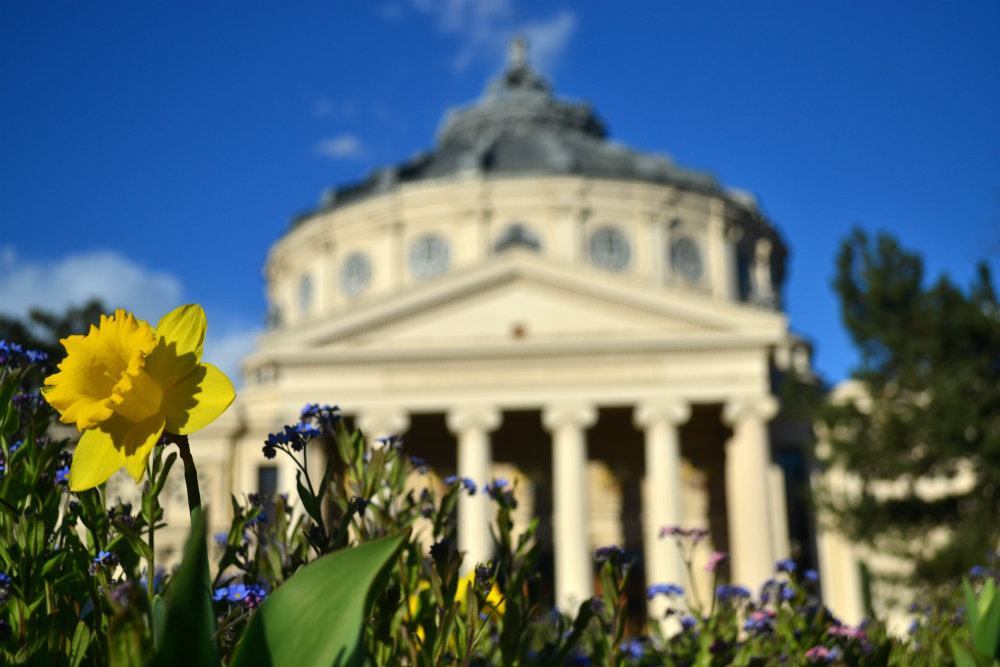 Is Bucharest starting to bloom?